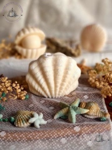Bougies coquillages saint jacques