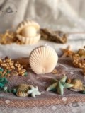 Bougies coquillages saint jacques